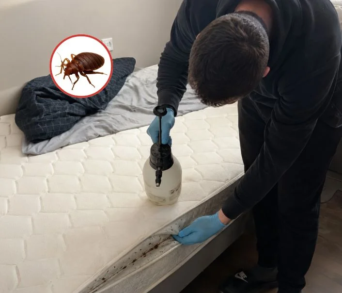 Technicien traitant un matelas contre les punaises de lit à Messy